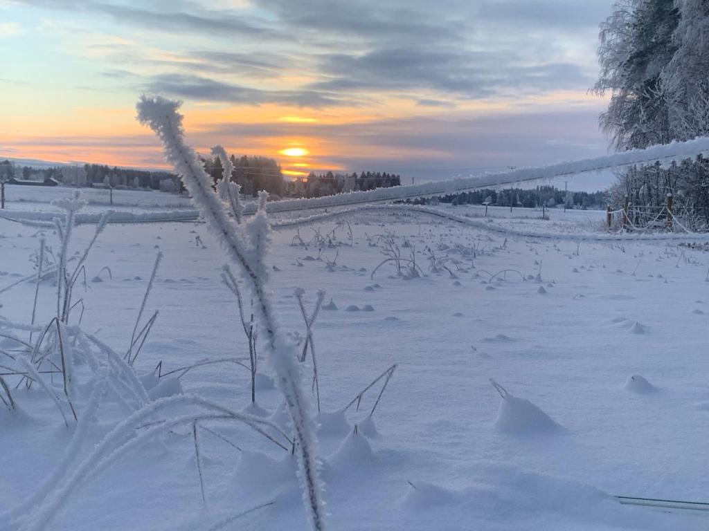 Mitä kuuluu Sojan intuitiotutkimukselle tänään?