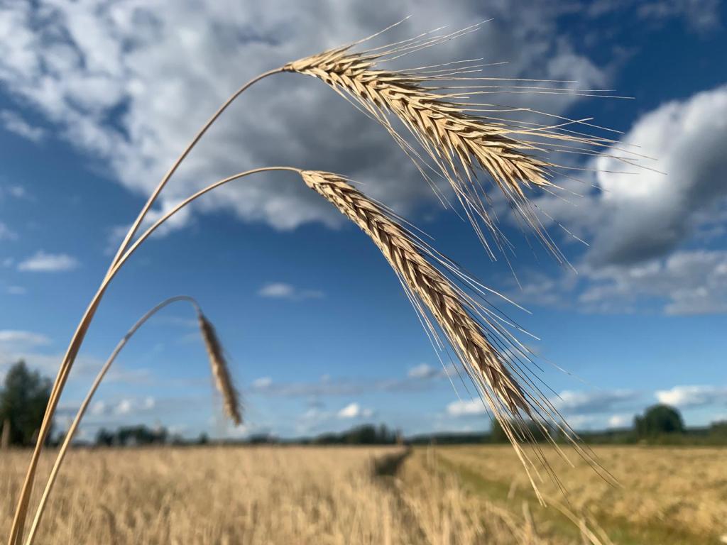 Mitä on regeneratiivinen eli uudistava&nbsp;viljely?